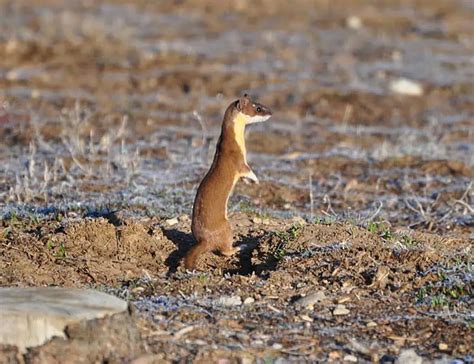 15 Types Of Weasels Species Facts And Photos