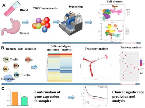 Single Cell Rna Sequencing Of Immune Cells In Gastric Cancer Patients