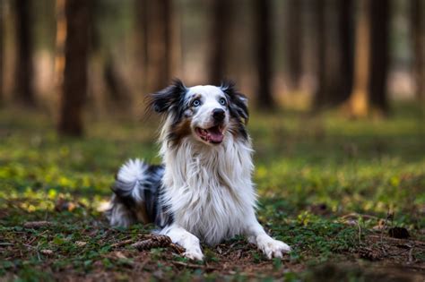 1420789 4k Dogs Australian Shepherd Bokeh Rare Gallery Hd Wallpapers