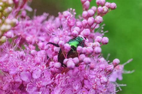 Japanese Beetle in Pink Flowers Photograph by Cityscape Photography ...