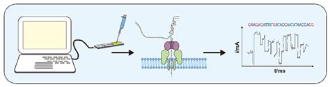 Schematic Representation Of The Principle And Process Of Nanopore