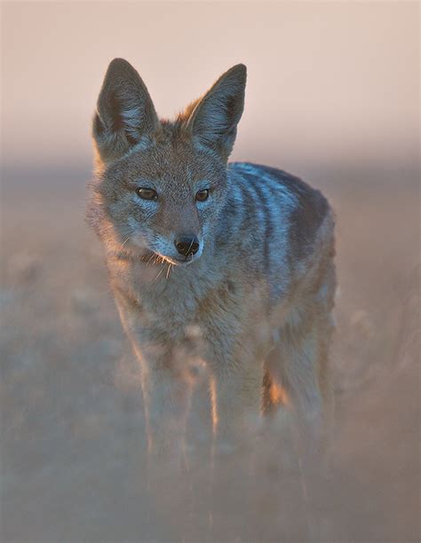 Black Backed Jackal Portrait Sean Crane Photography