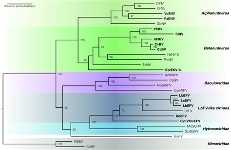 Phylogenetic Analysis Of Arthropod Infecting Large DsDNA Viruses And