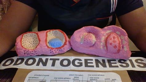 Maqueta De Odontogenesis Con Material Reciclado YouTube