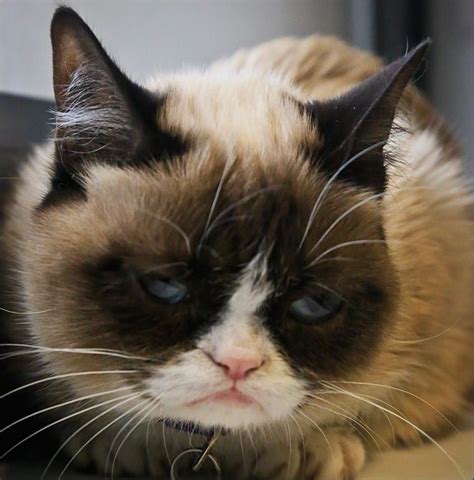 The Webs Grumpiest Cat Has Hit Her Terrible Twos Grumpy Cat Cats