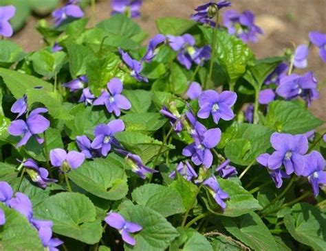 Sweet Violets Of Spring Herbal Academy Sweet Violets Spring Garden Herbalism