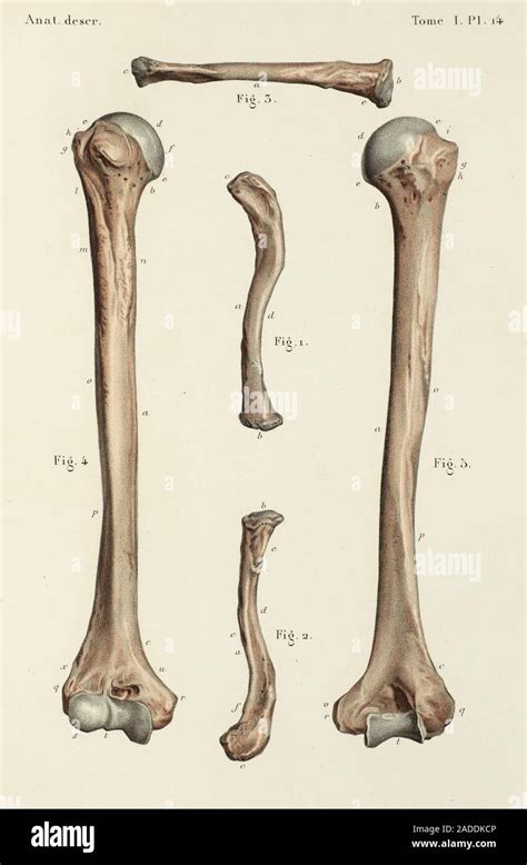 Clavicle And Humerus Bones Illustrations This Page Is Plate