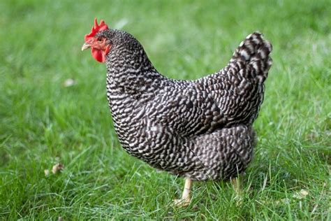 The Plymouth Rock Chicken Breed | Ultimate Guide - The Hen's Loft