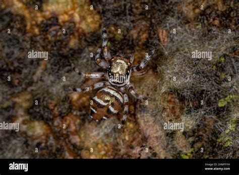 Adult Female Jumping Spider Of The Species Philira Micans Stock Photo