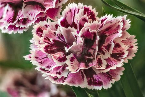 White Velvet Carnation Flower Stock Image Image Of Beautiful Pink