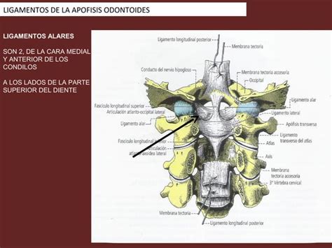 Articulaciones Sinoviales Del Craneo Ppt