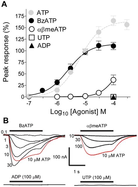 A Concentration response curves for BzATP EC50 of 2 4 µM n 510