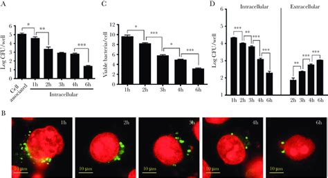 Neisseria Gonorrhoeae Invasion Intracellular Survival And Exocytosis