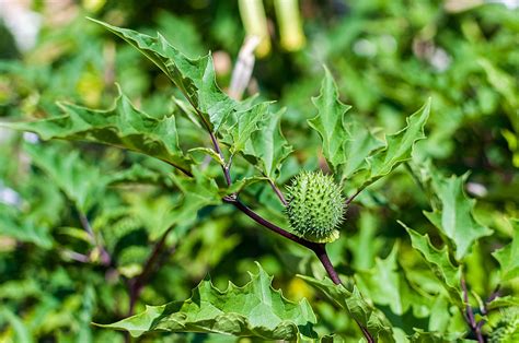 Datura Stramonium Stechapfel Giftpflanzen