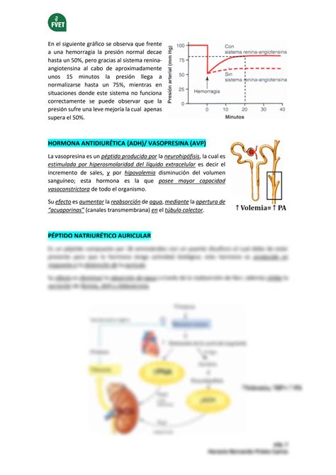 Solution Regulaci N Renal De La Presi N Arterial Studypool