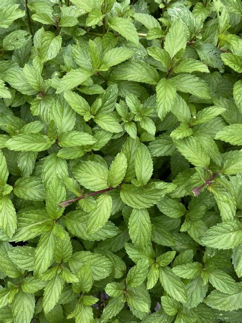 Elevate Your Garden With Fresh Spearmint 🪴 Buy Now And Enjoy