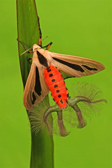 This is a creatonotos gangis and when it wants love, it does whatever ...