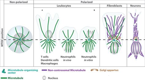 | Microtubule function during leukocyte migration in environments of... | Download Scientific ...