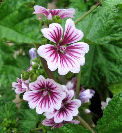 Growing Hollyhocks A Traditional Cottage Garden Favorite