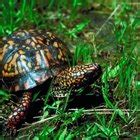 Behavioral Adaptations of the Box Turtle | Sciencing