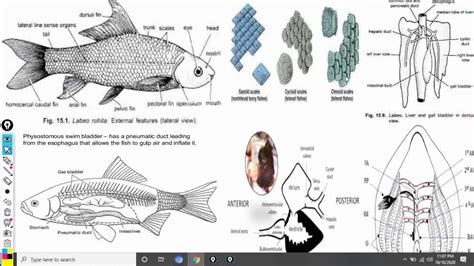 Difference Between Chondrichthyes And Osteichthyes Fishes Youtube