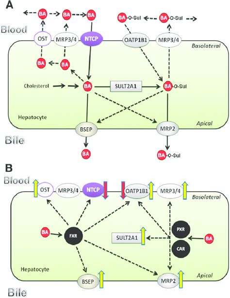 Liver Ba Transporters And Their Regulation Hepatic Transporters