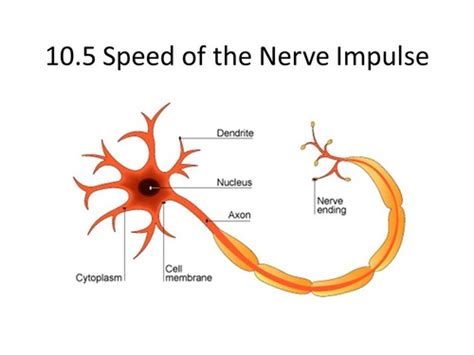 Nervous System Flashcards Quizlet