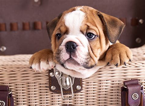 10 Most Popular English Bulldog Names - Castlewood Bulldogs