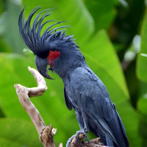 Top 10 Rarest Pet Birds Meet The Most Exotic Avian Creatures