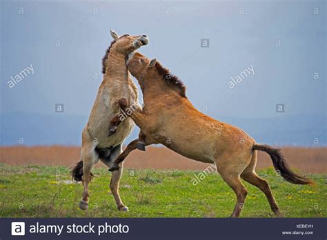 Przewalskii High Resolution Stock Photography and Images - Alamy