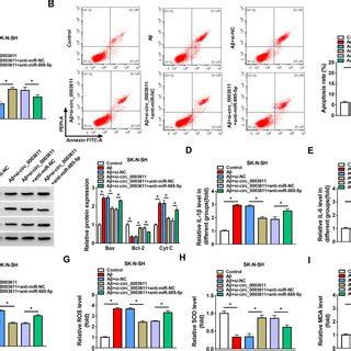 Downregulation of circ 0003611 reversed the Aβ induced apoptosis