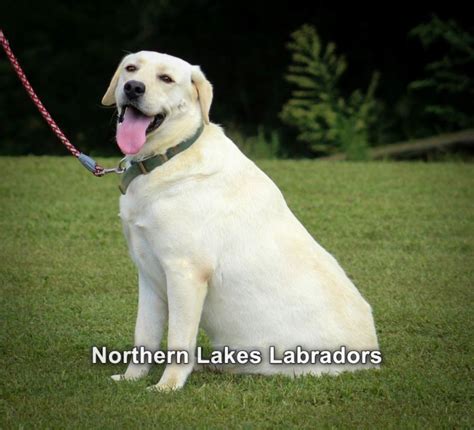 Declyn X Beau S Yellow Puppies Northern Lakes Labs