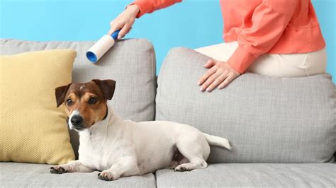 8 Ways To Get Rid Of Pet Hair In Your Home