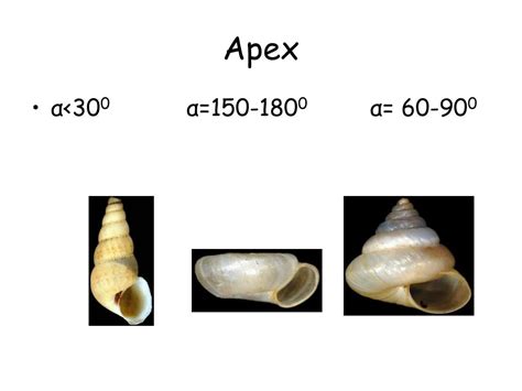 Ppt Adaptive Or Functional Morphology Autecology Powerpoint