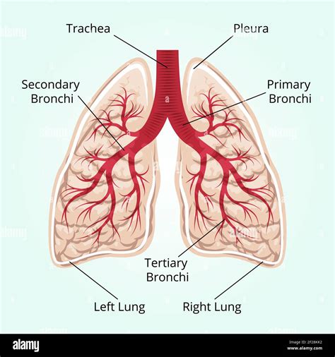 Structure Of The Lungs Healthcare And Pleura Diaphragm And Breath