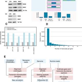 A Western Blot Analysis Of HeLa Cell Lysates Corresponding To 210 5