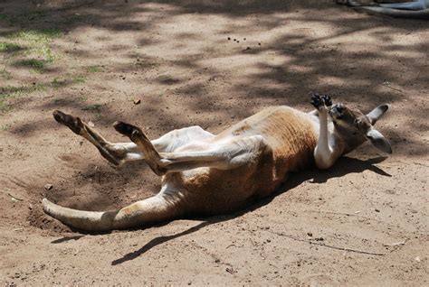 Sleeping Kangaroo by Jamie38 on DeviantArt