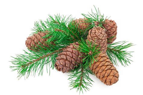 Premium Photo Cedar Cones With Branch On White