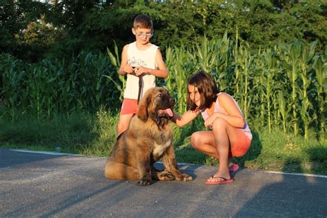 Cómo entrenar a un Pastor Del Cáucaso de 4 meses Blog de ADOPTA un Animal