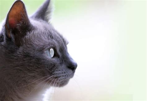comment reconnaitre les maladies des yeux chez le chat