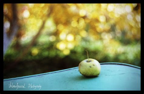 Autumnal Still Life 1 By Bluesofmysoul On Deviantart