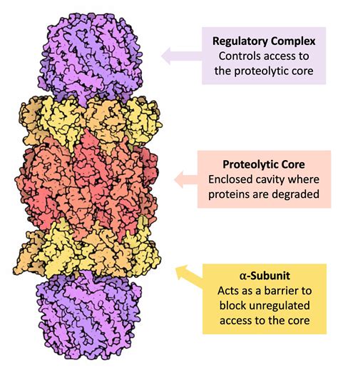 Proteasomes