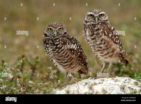 Burrowing Owl Athene Cunicularia Pair By Nest Florida Male And