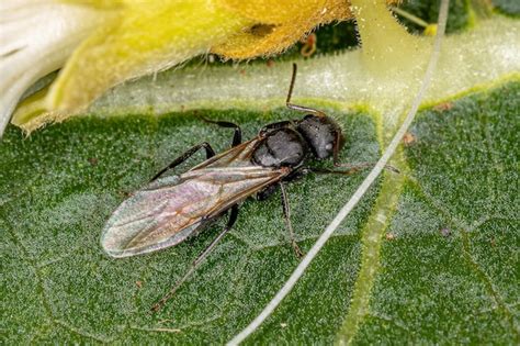 Hormiga Carpintera Alada Hembra Adulta Del G Nero Camponotus Foto Premium