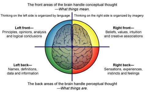 The Four Regions Of The Thinking Brain Made Simple Part Two