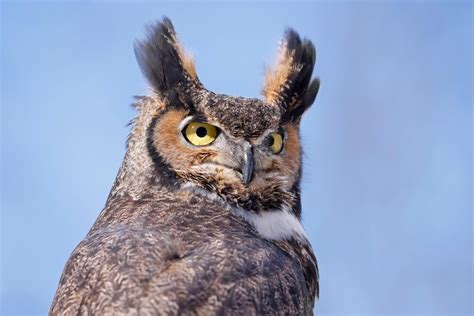 15 Interesting Facts About The Great Horned Owl