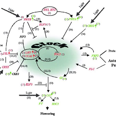 Signaling Pathways Involved In The Regulation Of Flowering By