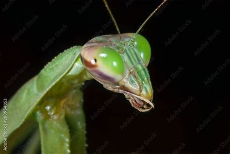 Head And Front Leg Of European Praying Mantis Mantis Religiosa Note