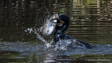Cormorant The Hall Of Einar Photograph C David Bailey Not The