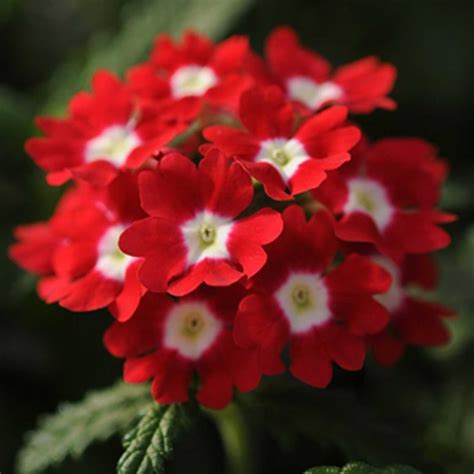 Red Verbena Flower